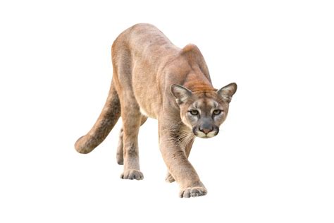 cougar in spanish translation